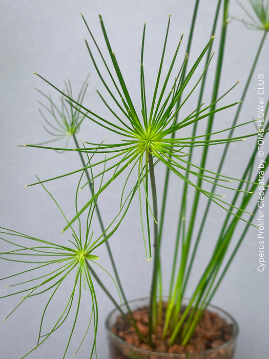 Cyperus Prolifer Cleopatra, Dwarf Papyrus in glas vase, Cyperus Alternifolius, glas pot, Glasvase, urban jungle, Teichpflanze, water plant, Papyrus, Zyperngras, organically grown tropical plants for sale at TOMsFLOWer CLUB, cat friendly plant, Katzenfreundlich, pet friendly