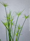 Cyperus Prolifer Cleopatra, Dwarf Papyrus in glas vase, Cyperus Alternifolius, glas pot, Glasvase, urban jungle, Teichpflanze, water plant, Papyrus, Zyperngras, organically grown tropical plants for sale at TOMsFLOWer CLUB, cat friendly plant, Katzenfreundlich, pet friendly