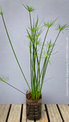 Cyperus Prolifer Cleopatra, Dwarf Papyrus in glas vase, Cyperus Alternifolius, glas pot, Glasvase, urban jungle, Teichpflanze, water plant, Papyrus, Zyperngras, organically grown tropical plants for sale at TOMsFLOWer CLUB, cat friendly plant, Katzenfreundlich, pet friendly