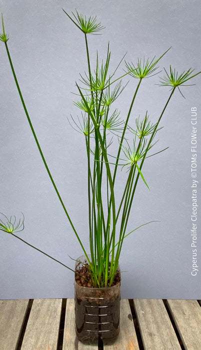 Cyperus Prolifer Cleopatra, Dwarf Papyrus in glas vase, Cyperus Alternifolius, glas pot, Glasvase, urban jungle, Teichpflanze, water plant, Papyrus, Zyperngras, organically grown tropical plants for sale at TOMsFLOWer CLUB, cat friendly plant, Katzenfreundlich, pet friendly