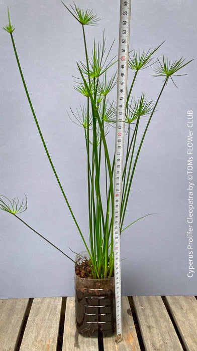 Cyperus Prolifer Cleopatra, Dwarf Papyrus in glas vase, Cyperus Alternifolius, glas pot, Glasvase, urban jungle, Teichpflanze, water plant, Papyrus, Zyperngras, organically grown tropical plants for sale at TOMsFLOWer CLUB, cat friendly plant, Katzenfreundlich, pet friendly