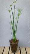 Cyperus Prolifer Cleopatra, Dwarf Papyrus in glas vase, Cyperus Alternifolius, glas pot, Glasvase, urban jungle, Teichpflanze, water plant, Papyrus, Zyperngras, organically grown tropical plants for sale at TOMsFLOWer CLUB, cat friendly plant, Katzenfreundlich, pet friendly