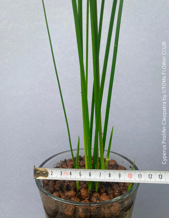 Cyperus Prolifer Cleopatra, Dwarf Papyrus in glas vase, Cyperus Alternifolius, glas pot, Glasvase, urban jungle, Teichpflanze, water plant, Papyrus, Zyperngras, organically grown tropical plants for sale at TOMsFLOWer CLUB, cat friendly plant, Katzenfreundlich, pet friendly