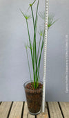 Cyperus Prolifer Cleopatra, Dwarf Papyrus in glas vase, Cyperus Alternifolius, glas pot, Glasvase, urban jungle, Teichpflanze, water plant, Papyrus, Zyperngras, organically grown tropical plants for sale at TOMsFLOWer CLUB, cat friendly plant, Katzenfreundlich, pet friendly