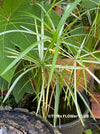 Cyperus Alternifolius Albo Variegata, organically grown tropical plants for sale at TOMsFLOWer CLUB.