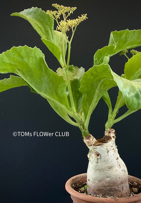 Cyphostemma juttae, organically grown caudex plants for sale at TOMsFLOWer CLUB.