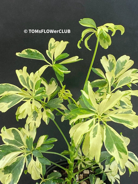 Dwarf - Schefflera arboricola Janine, organically grown tropical plants for sale at TOMsFLOWer CLUB.
