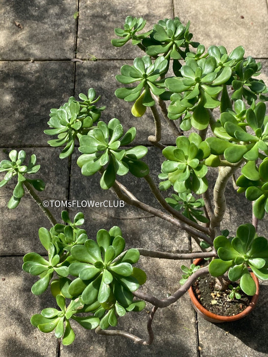 Sedum Dendroideum, tree stonecrop, false hens-and-chickens, organically grown sun loving succulent plants for sale at TOMsFLOWer CLUB.  Edit alt text
