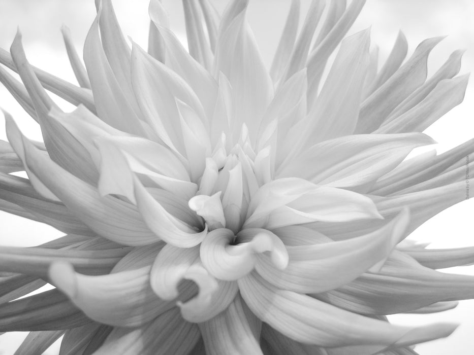 BLACK & WHITE Hasselblad Dahlia photo art by Swiss photographer TOMas Rodak for sale at TOMs FLOWer CLUB, limited edition of floral contemporary art. 