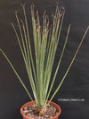 Dasylirion Serratifolium, Mexican gras, organically grown, succulent, caudex, plants for sale, TOMs FLOWer CLUB.