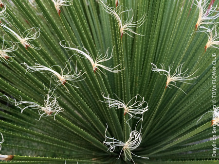 Dasylirion Serratifolium, Mexican gras, organically grown, succulent, caudex, plants for sale, TOMs FLOWer CLUB.