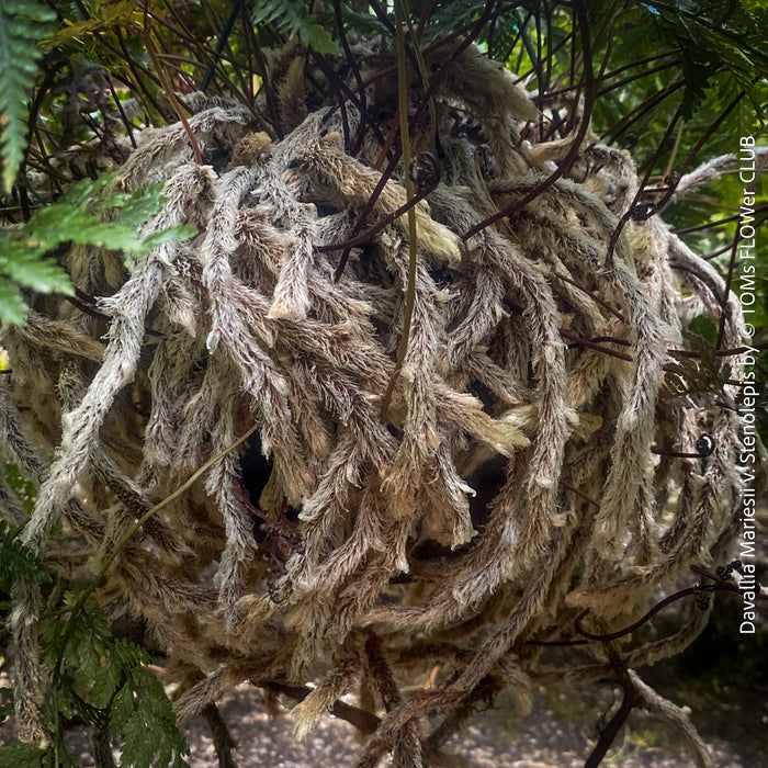 Davallia mariesii var. stenolepis, Squirrel’s Foot Fern, Rabbit’s Foot Fern, tropical fern, organically grown tropical plants for sale at TOMs FLOWer CLUB.