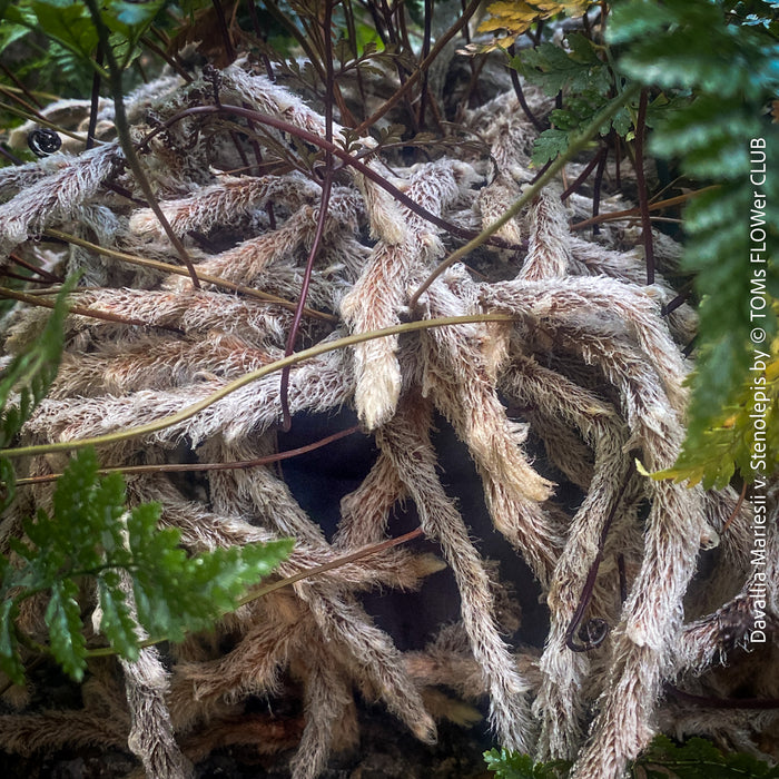 Davallia mariesii var. stenolepis, Squirrel’s Foot Fern, Rabbit’s Foot Fern, tropical fern, organically grown tropical plants for sale at TOMs FLOWer CLUB.