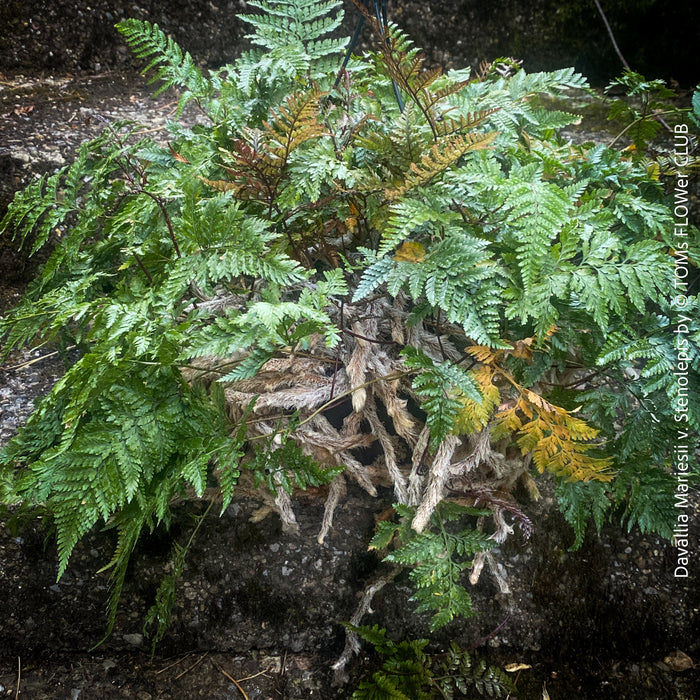 Davallia mariesii var. stenolepis, Squirrel’s Foot Fern, Rabbit’s Foot Fern, tropical fern, organically grown tropical plants for sale at TOMs FLOWer CLUB.