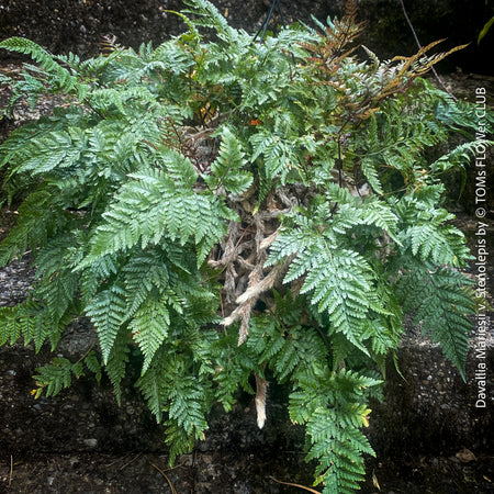 Davallia mariesii var. stenolepis, Squirrel’s Foot Fern, Rabbit’s Foot Fern, tropical fern, organically grown tropical plants for sale at TOMs FLOWer CLUB.