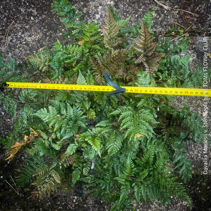 Davallia mariesii var. stenolepis, Squirrel’s Foot Fern, Rabbit’s Foot Fern, tropical fern, organically grown tropical plants for sale at TOMs FLOWer CLUB.