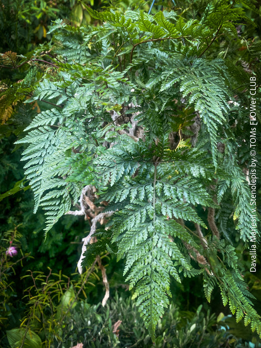 Davallia mariesii var. stenolepis, Squirrel’s Foot Fern, Rabbit’s Foot Fern, tropical fern, organically grown tropical plants for sale at TOMs FLOWer CLUB.