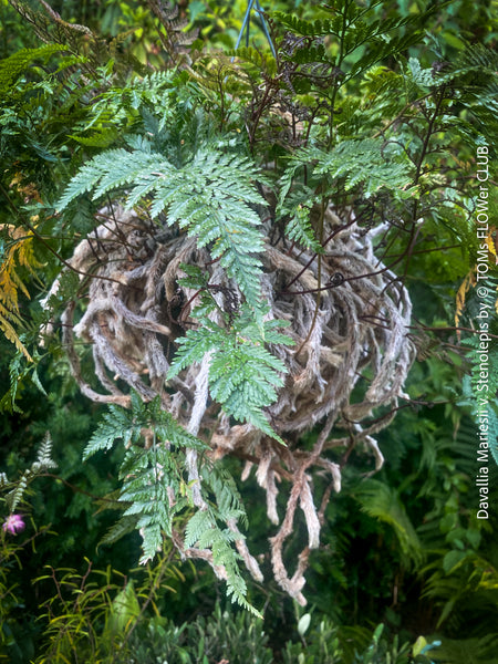 Asplenium Trichomanes - Maidenhair Spleenwort, hardy fern, Braunstieliger Streifenfarn,  organically grown tropical plants for sale at TOMs FLOWer CLUB.