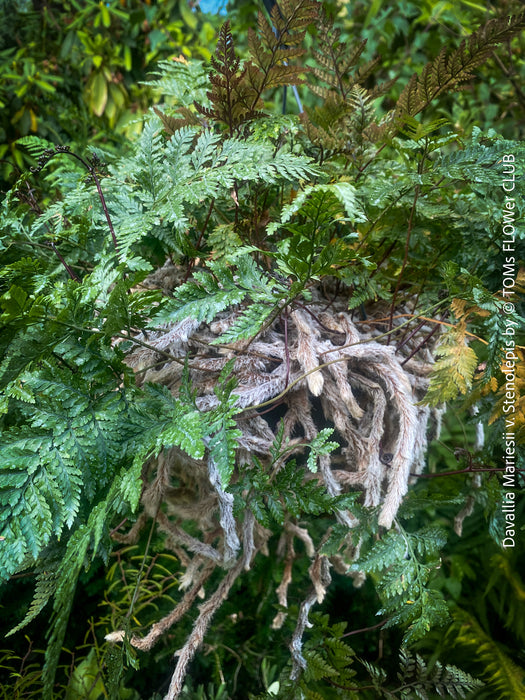 Davallia mariesii var. stenolepis, Squirrel’s Foot Fern, Rabbit’s Foot Fern, tropical fern, organically grown tropical plants for sale at TOMs FLOWer CLUB.