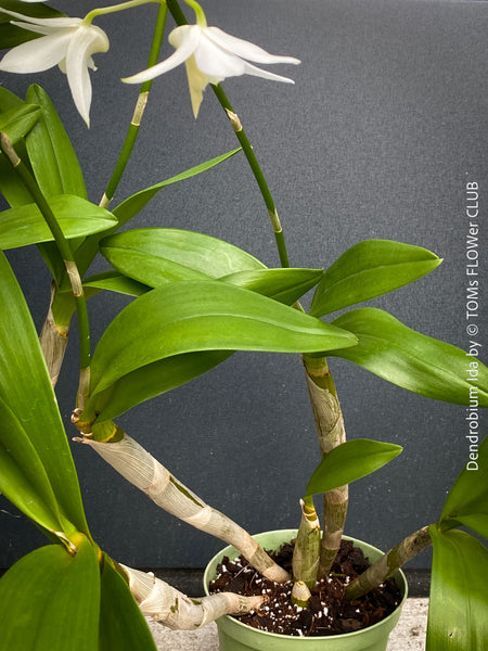 Dendrobium Ida, pure white flowering orchid, organically grown tropical plants for sale at TOMs FLOWer CLUB
