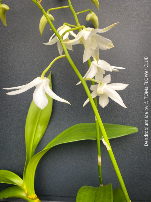 Dendrobium Ida, pure white flowering orchid, organically grown tropical plants for sale at TOMs FLOWer CLUB