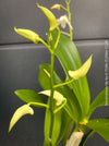Dendrobium Ida, pure white flowering orchid, organically grown tropical plants for sale at TOMs FLOWer CLUB