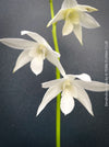 Dendrobium Ida, pure white flowering orchid, organically grown tropical plants for sale at TOMs FLOWer CLUB