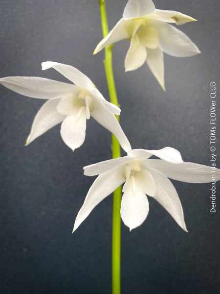Dendrobium Ida, pure white flowering orchid, organically grown tropical plants for sale at TOMs FLOWer CLUB