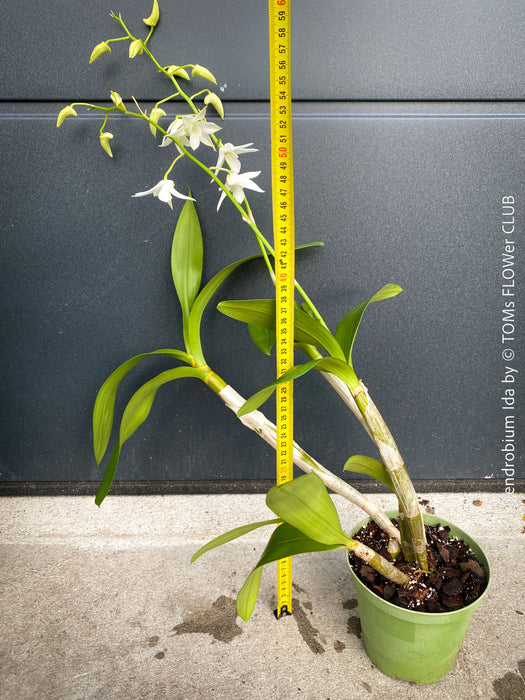 Dendrobium Ida, pure white flowering orchid, organically grown tropical plants for sale at TOMs FLOWer CLUB