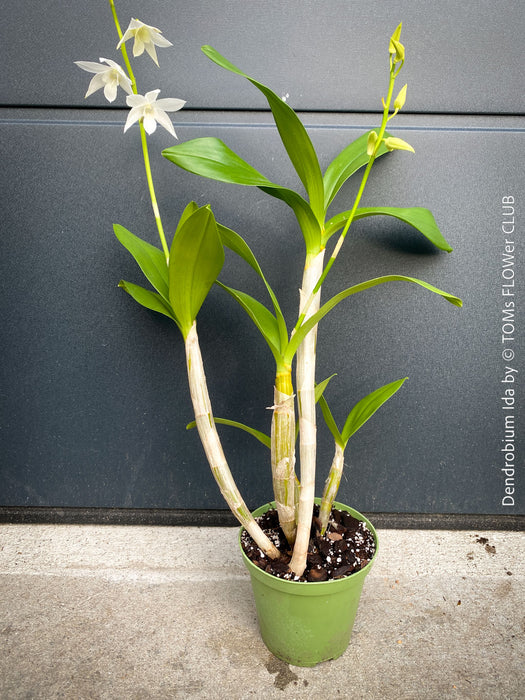 Dendrobium Ida, pure white flowering orchid, organically grown tropical plants for sale at TOMs FLOWer CLUB