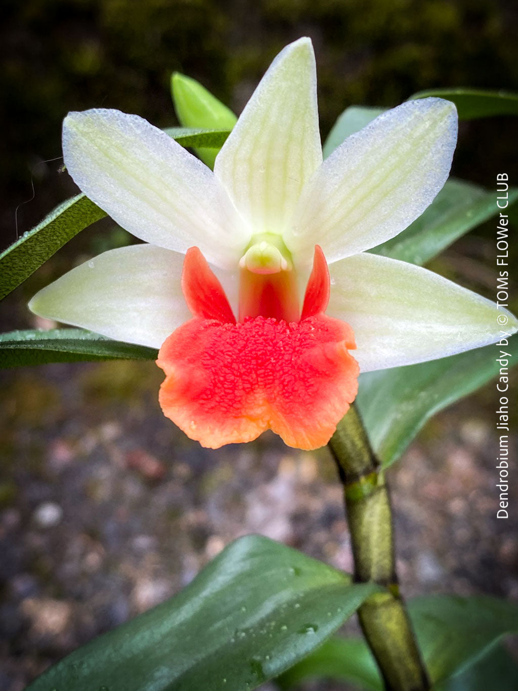 Dendrobium-Jiaho-Candy-Orchid-