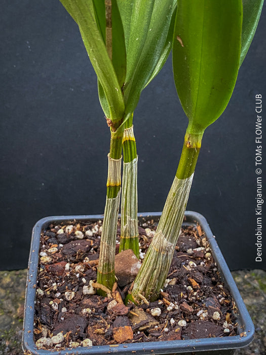 Dendrobium Kingianum, violet flowering orchid, pink rock orchid, organically grown tropical plants for sale at TOMs FLOWer CLUB