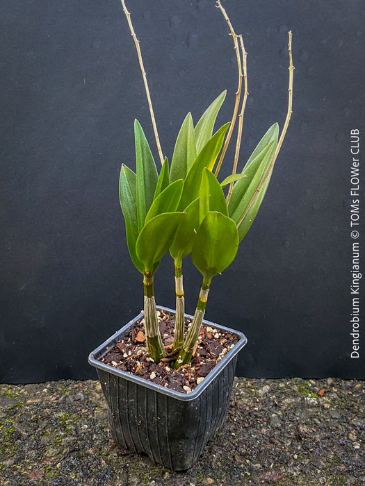 Dendrobium Kingianum, violet flowering orchid, pink rock orchid, organically grown tropical plants for sale at TOMs FLOWer CLUB