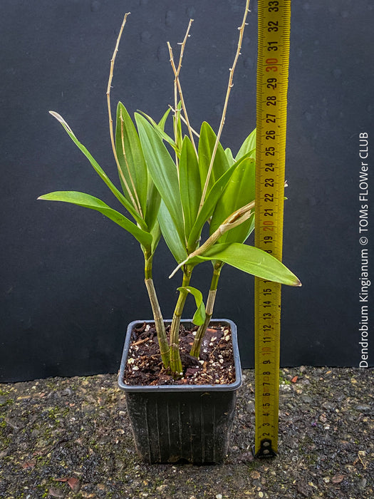 Dendrobium Kingianum, violet flowering orchid, pink rock orchid, organically grown tropical plants for sale at TOMs FLOWer CLUB