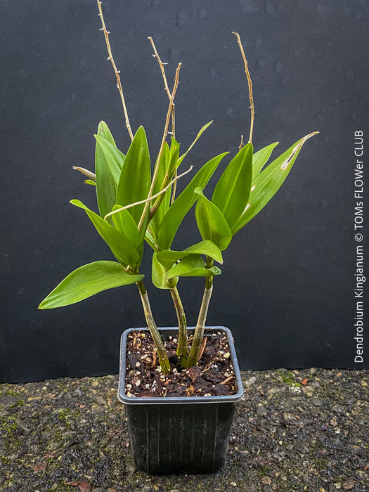 Dendrobium Kingianum, violet flowering orchid, pink rock orchid, organically grown tropical plants for sale at TOMs FLOWer CLUB