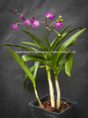 Dendrobium Kingianum, violet flowering orchid, pink rock orchid, organically grown tropical plants for sale at TOMsFLOWer CLUB