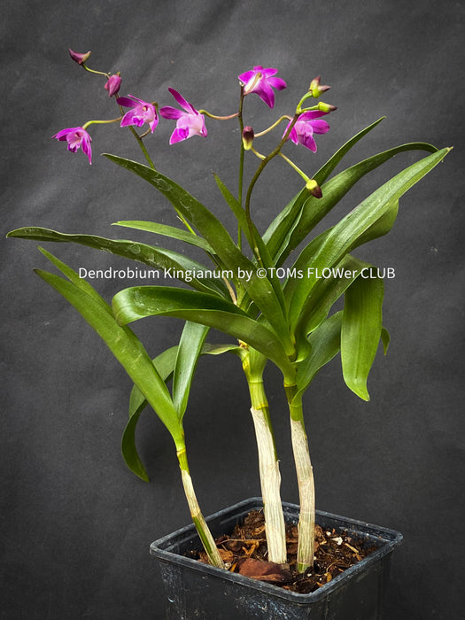 Dendrobium Kingianum, violet flowering orchid, pink rock orchid, organically grown tropical plants for sale at TOMsFLOWer CLUB