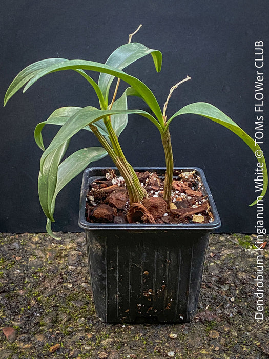 Dendrobium Kingianum White, white flowering orchid, pink rock orchid cross, fragrant orchid, organically grown tropical plants for sale at TOMs FLOWer CLUB