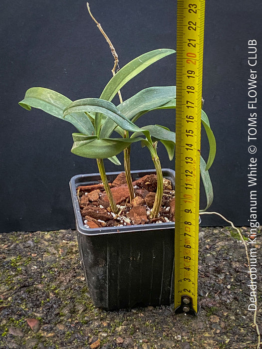 Dendrobium Kingianum White, white flowering orchid, pink rock orchid cross, fragrant orchid, organically grown tropical plants for sale at TOMs FLOWer CLUB