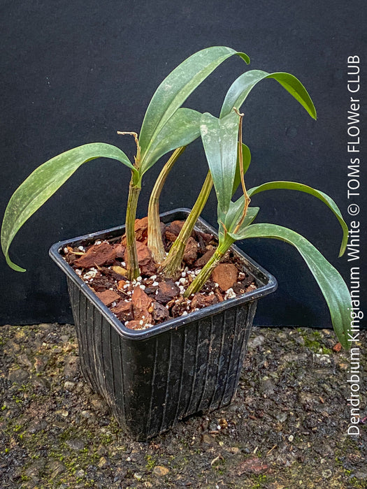 Dendrobium Kingianum White, white flowering orchid, pink rock orchid cross, fragrant orchid, organically grown tropical plants for sale at TOMs FLOWer CLUB