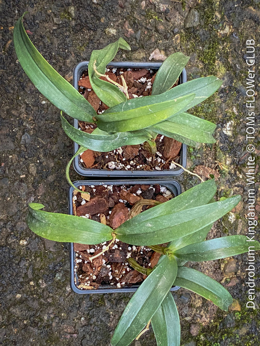 Dendrobium Kingianum White, white flowering orchid, pink rock orchid cross, fragrant orchid, organically grown tropical plants for sale at TOMs FLOWer CLUB