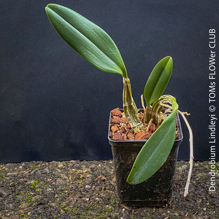 Dendrobium Lindleyi, yellow flowering orchid, organically grown tropical plants for sale at TOMs FLOWer CLUB