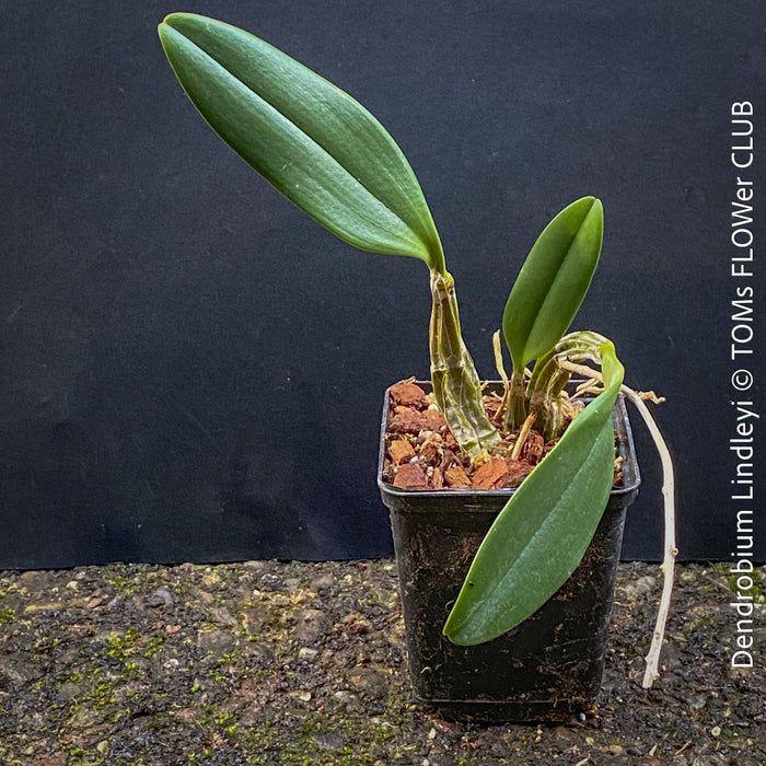 Dendrobium Lindleyi, yellow flowering orchid, organically grown tropical plants for sale at TOMs FLOWer CLUB