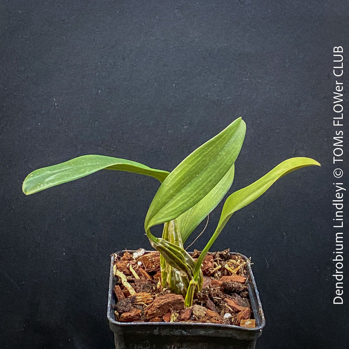 Dendrobium Lindleyi, yellow flowering orchid, organically grown tropical plants for sale at TOMs FLOWer CLUB