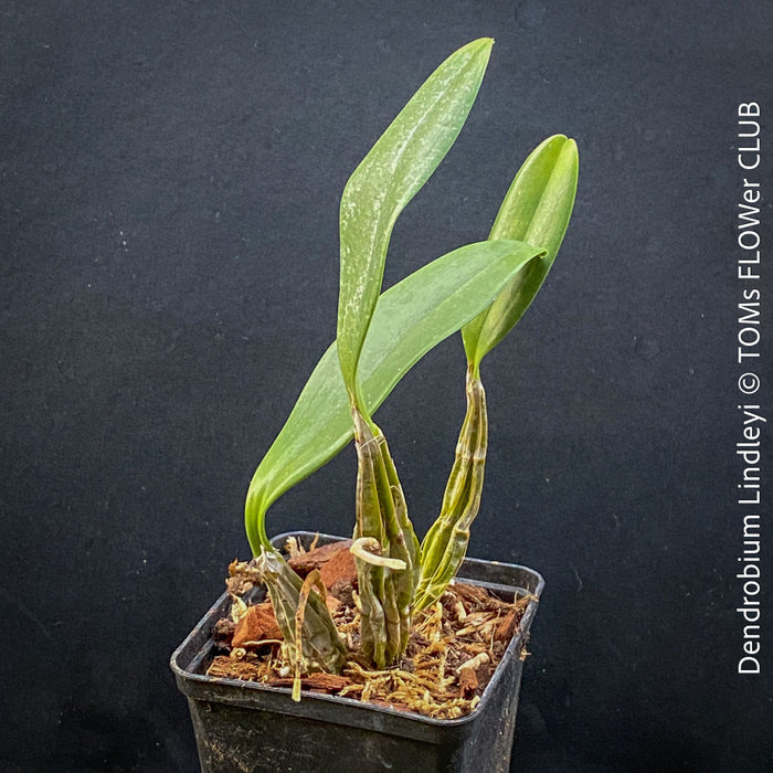 Dendrobium Lindleyi, yellow flowering orchid, organically grown tropical plants for sale at TOMs FLOWer CLUB