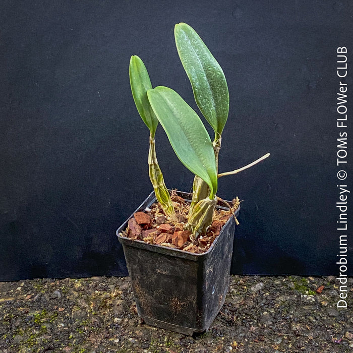 Dendrobium Lindleyi, yellow flowering orchid, organically grown tropical plants for sale at TOMs FLOWer CLUB