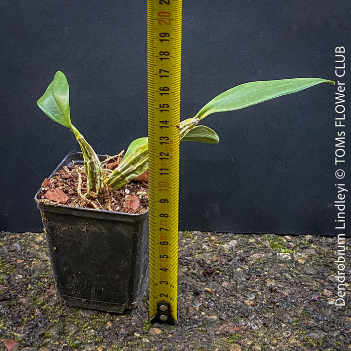 Dendrobium Lindleyi, yellow flowering orchid, organically grown tropical plants for sale at TOMs FLOWer CLUB