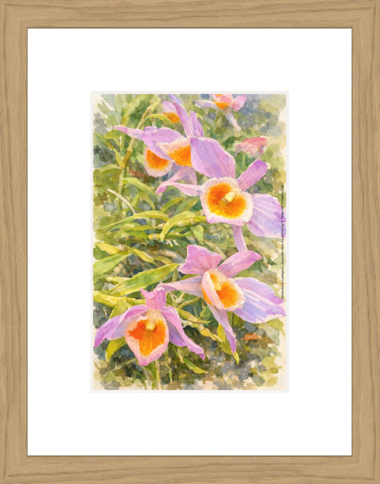 Dendrobium Loddigesii, Aquarelle-style paper print in oak wood frame, after an original photograph by Swiss photographer TOMas Rodak for sale at TOMs FLOWer CLUB. 