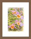 Dendrobium Loddigesii, Aquarelle-style paper print in walnut wood frame, after an original photograph by Swiss photographer TOMas Rodak for sale at TOMs FLOWer CLUB. 