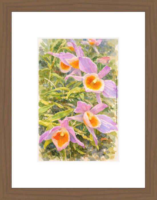 Dendrobium Loddigesii, Aquarelle-style paper print in walnut wood frame, after an original photograph by Swiss photographer TOMas Rodak for sale at TOMs FLOWer CLUB. 